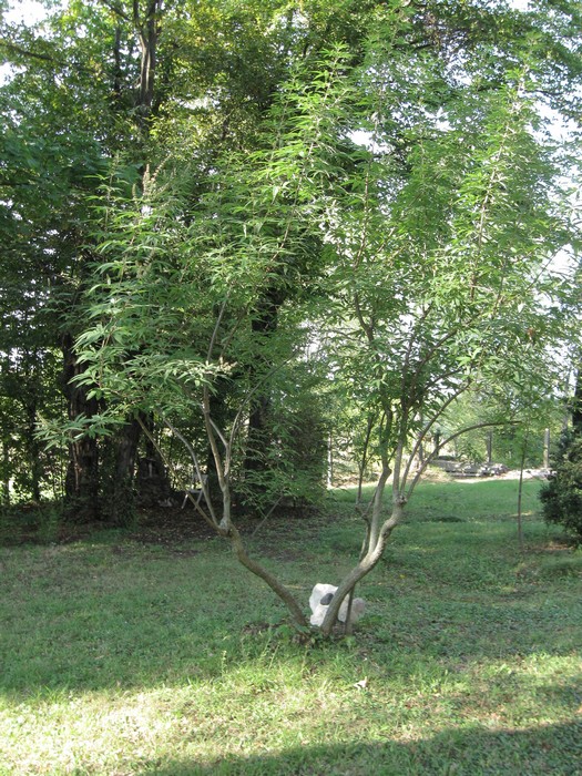 Vitex agnus-castus